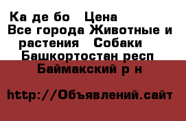 Ка де бо › Цена ­ 25 000 - Все города Животные и растения » Собаки   . Башкортостан респ.,Баймакский р-н